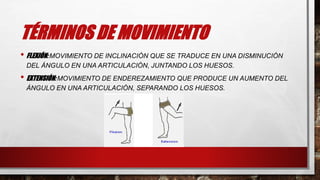 TÉRMINOS DE MOVIMIENTO
• FLEXIÓN:MOVIMIENTO DE INCLINACIÓN QUE SE TRADUCE EN UNA DISMINUCIÓN
DEL ÁNGULO EN UNA ARTICULACIÓN, JUNTANDO LOS HUESOS.
• EXTENSIÓN: MOVIMIENTO DE ENDEREZAMIENTO QUE PRODUCE UN AUMENTO DEL
ÁNGULO EN UNA ARTICULACIÓN, SEPARANDO LOS HUESOS.
 