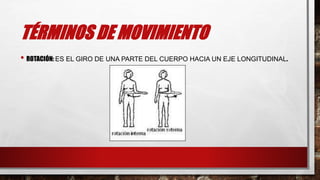 TÉRMINOS DE MOVIMIENTO
• ROTACIÓN: ES EL GIRO DE UNA PARTE DEL CUERPO HACIA UN EJE LONGITUDINAL.
 