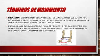 TÉRMINOS DE MOVIMIENTO
• PRONACIÓN: ES UN MOVIMIENTO DEL ANTEBRAZO Y DE LA MANO, POR EL QUE EL RADIO ROTA
MEDIALMENTE SOBRE SU EJE LONGITUDINAL, DE TAL FORMA QUE LA PALMA DE LA MANO MIRA EN
DIRECCIÓN POSTERIOR Y EL DORSO EN DIRECCIÓN ANTERIOR.
• SUPINACIÓN: ES EL MOVIMIENTO DEL ANTEBRAZO Y DE LA MANO POR EL QUE EL RADIO GIRA
LATERALMENTE SOBRE SU EJE LONGITUDINAL HACIENDO QUE EL DORSO DE LA MANO MIRE EN
SENTIDO POSTERIOR Y LA PALMA EN SENTIDO ANTERIOR.
 
