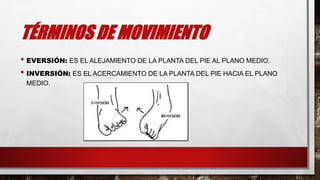 TÉRMINOS DE MOVIMIENTO
• EVERSIÓN: ES EL ALEJAMIENTO DE LA PLANTA DEL PIE AL PLANO MEDIO.
• INVERSIÓN: ES EL ACERCAMIENTO DE LA PLANTA DEL PIE HACIA EL PLANO
MEDIO.
 
