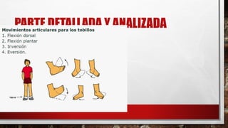 PARTE DETALLADA Y ANALIZADA
 