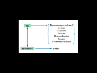 Movimiento ortodoncico