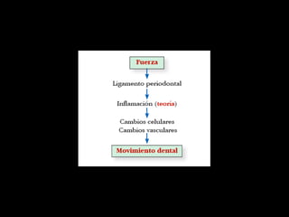 Movimiento ortodoncico
