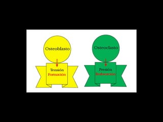 Movimiento ortodoncico