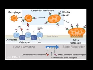 Movimiento ortodoncico