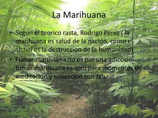 La Marihuana
• Según el teorico rasta, Rodrigo Perez ( la
marihuana es salud de la nación, como el
alchol es la destruccion de la humanidad)
• Fumar marihuana no es por una adiccion
fumar marihuana es solo para momentos de
meditacion y coneccion con Jah.
 