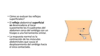• Cómo se evaluan los reflejos
superficiales?
• El reflejo abdominal superficial
se desencadena al tocar
suavemente los 4 cuadrantes del
abdomen cerca del ombligo con un
hisopo o una herramienta similar.
• La respuesta normal es la
contracción de los músculos
abdominales que causa el
desplazamiento del ombligo hacia
el área contactada.
 