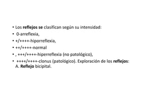 • Los reflejos se clasifican según su intensidad:
• 0-arreflexia,
• +/++++-hiporreflexia,
• ++/++++-normal
• , +++/++++-hiperreflexia (no patológico),
• ++++/++++-clonus (patológico). Exploración de los reflejos:
A. Reflejo bicipital.
 
