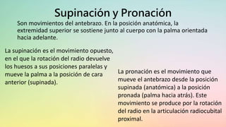 Supinación y Pronación
Son movimientos del antebrazo. En la posición anatómica, la
extremidad superior se sostiene junto al cuerpo con la palma orientada
hacia adelante.
La pronación es el movimiento que
mueve el antebrazo desde la posición
supinada (anatómica) a la posición
pronada (palma hacia atrás). Este
movimiento se produce por la rotación
del radio en la articulación radiocubital
proximal.
La supinación es el movimiento opuesto,
en el que la rotación del radio devuelve
los huesos a sus posiciones paralelas y
mueve la palma a la posición de cara
anterior (supinada).
 