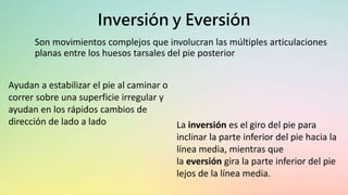 Inversión y Eversión
Son movimientos complejos que involucran las múltiples articulaciones
planas entre los huesos tarsales del pie posterior
La inversión es el giro del pie para
inclinar la parte inferior del pie hacia la
línea media, mientras que
la eversión gira la parte inferior del pie
lejos de la línea media.
Ayudan a estabilizar el pie al caminar o
correr sobre una superficie irregular y
ayudan en los rápidos cambios de
dirección de lado a lado
 