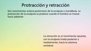 Protracción y retracción
Son movimientos antero-posteriores de la escápula o mandíbula. La
protracción de la escápula se produce cuando el hombro se mueve
hacia adelante
La retracción es el movimiento opuesto,
con la escápula tirada posterior y
medialmente, hacia la columna
vertebral.
 