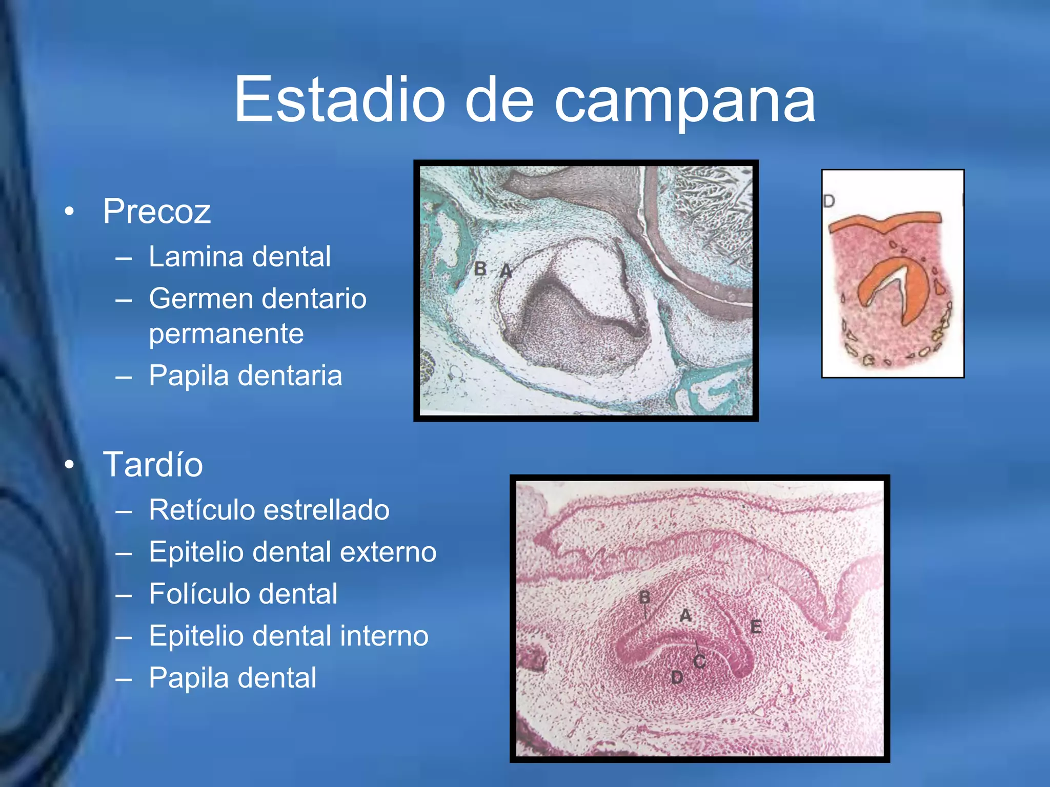 Movimientos Dentarios