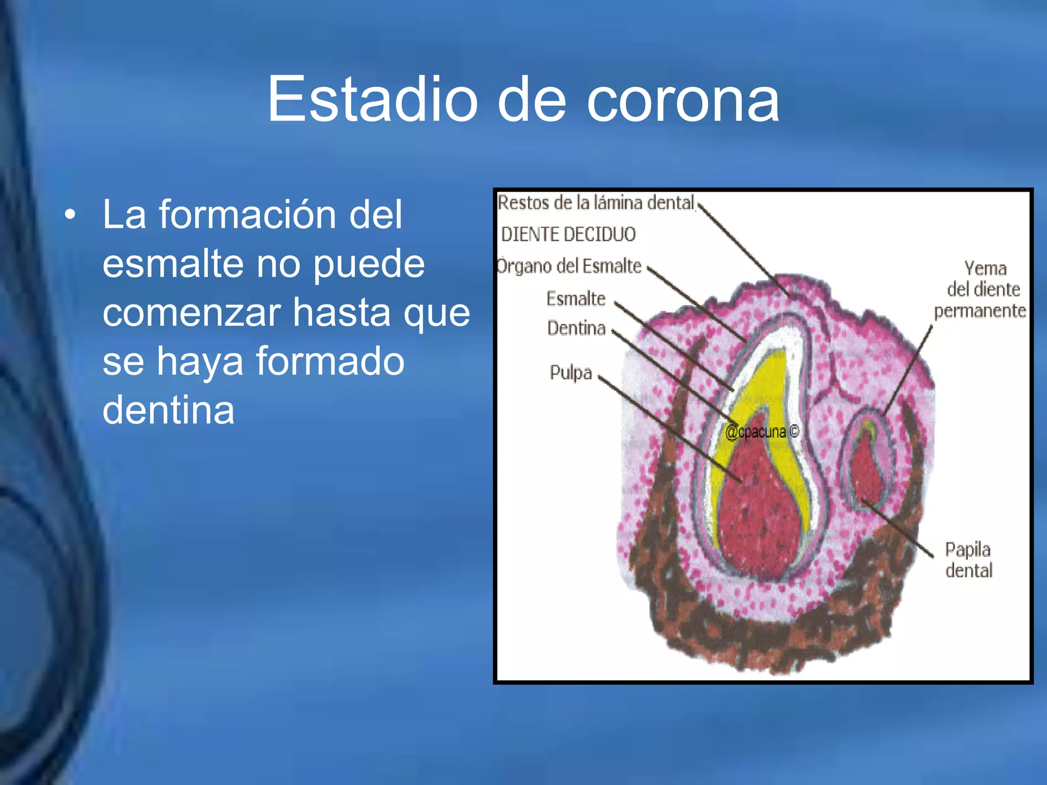 Movimientos Dentarios
