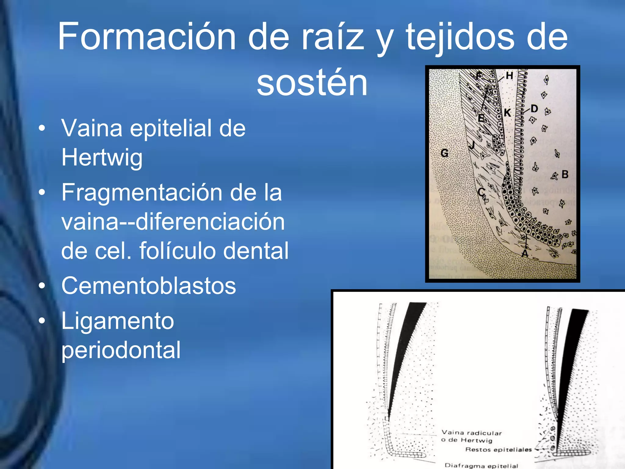 Movimientos Dentarios