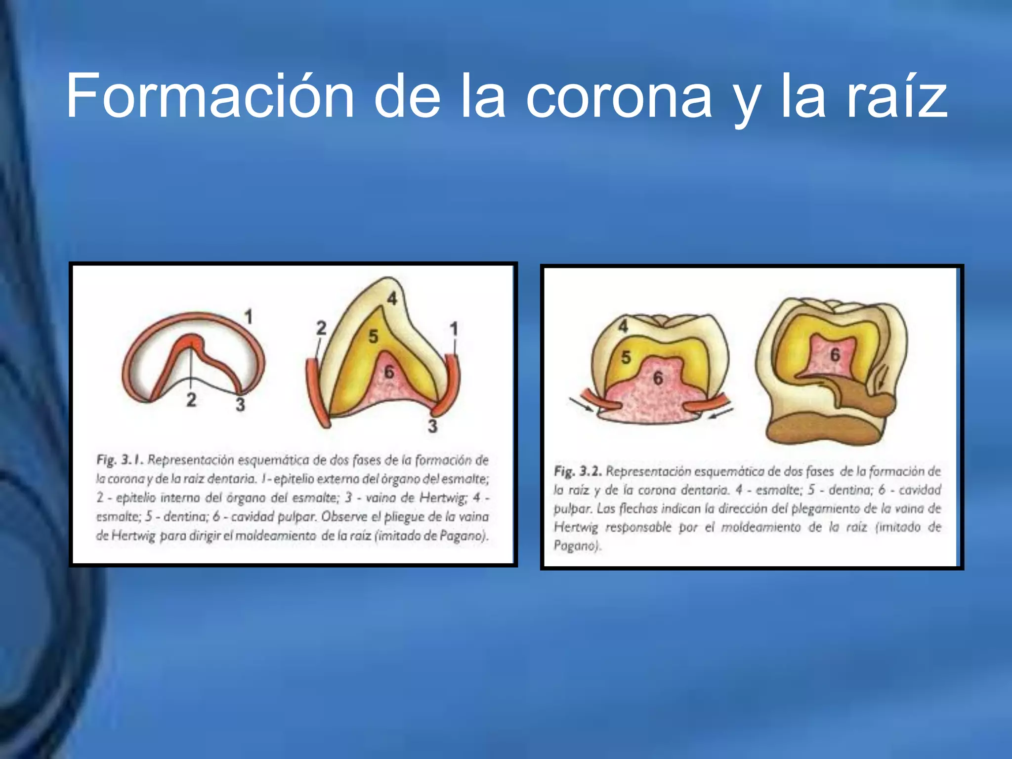 Movimientos Dentarios