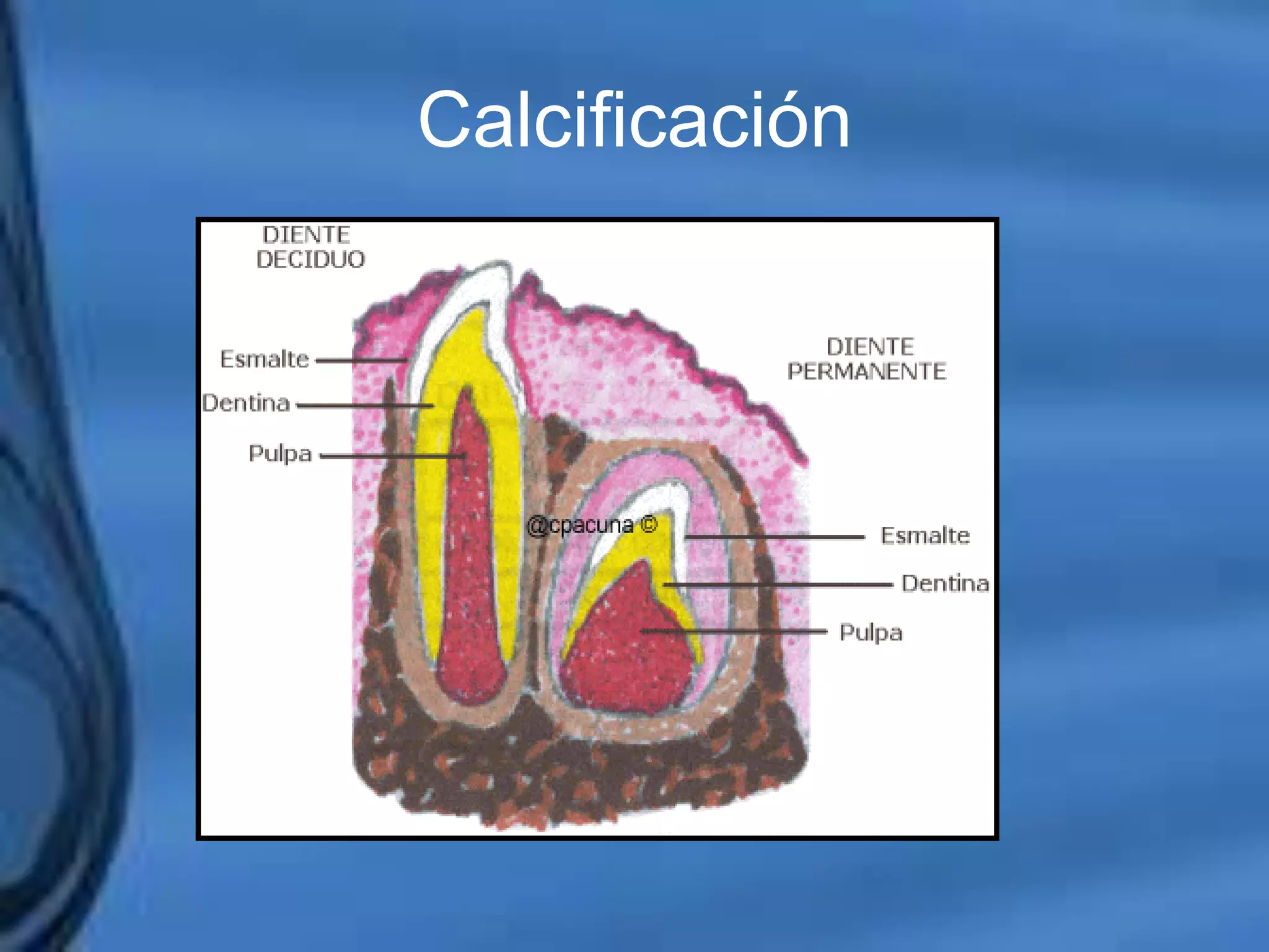 Movimientos Dentarios