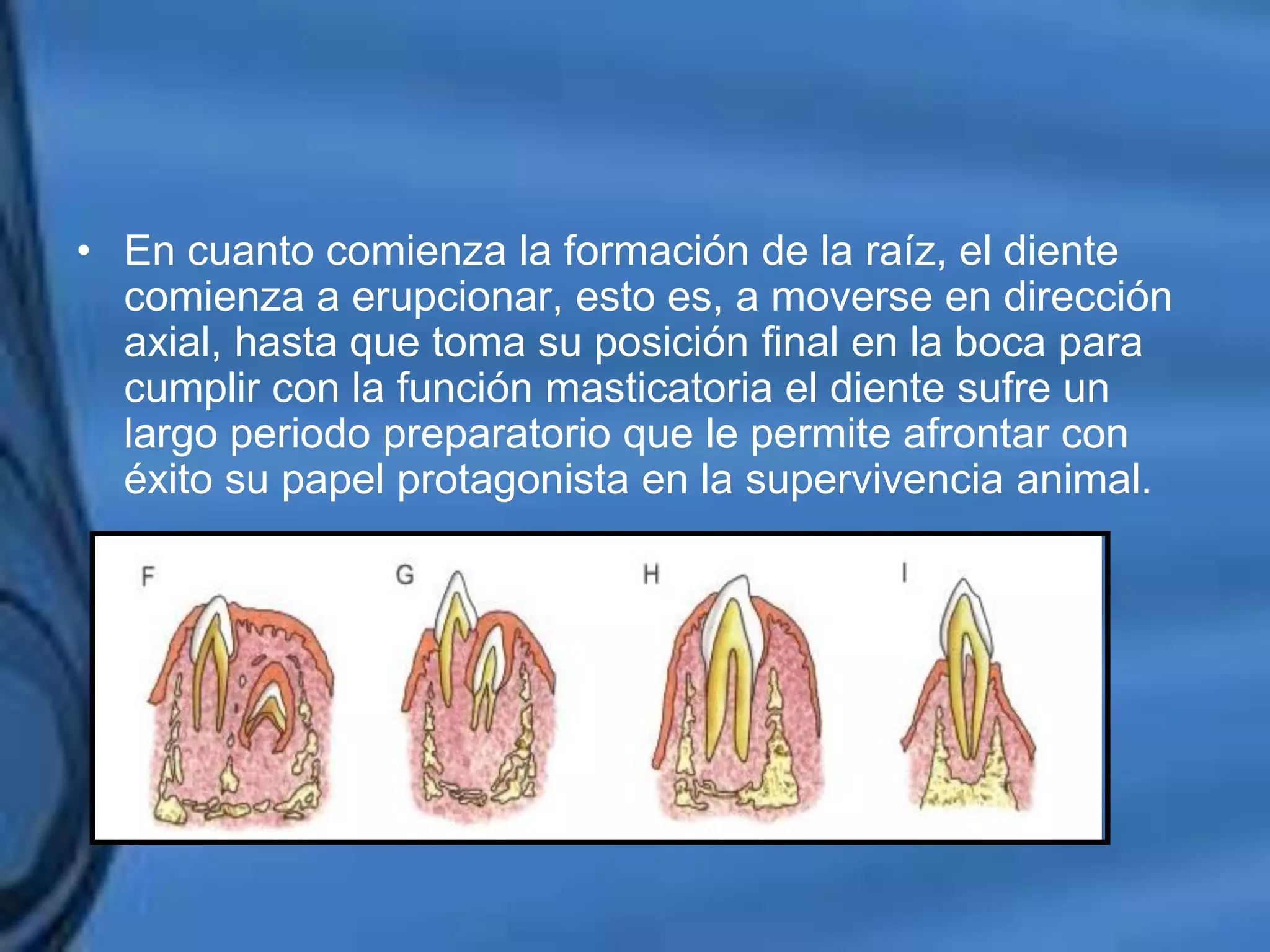 Movimientos Dentarios
