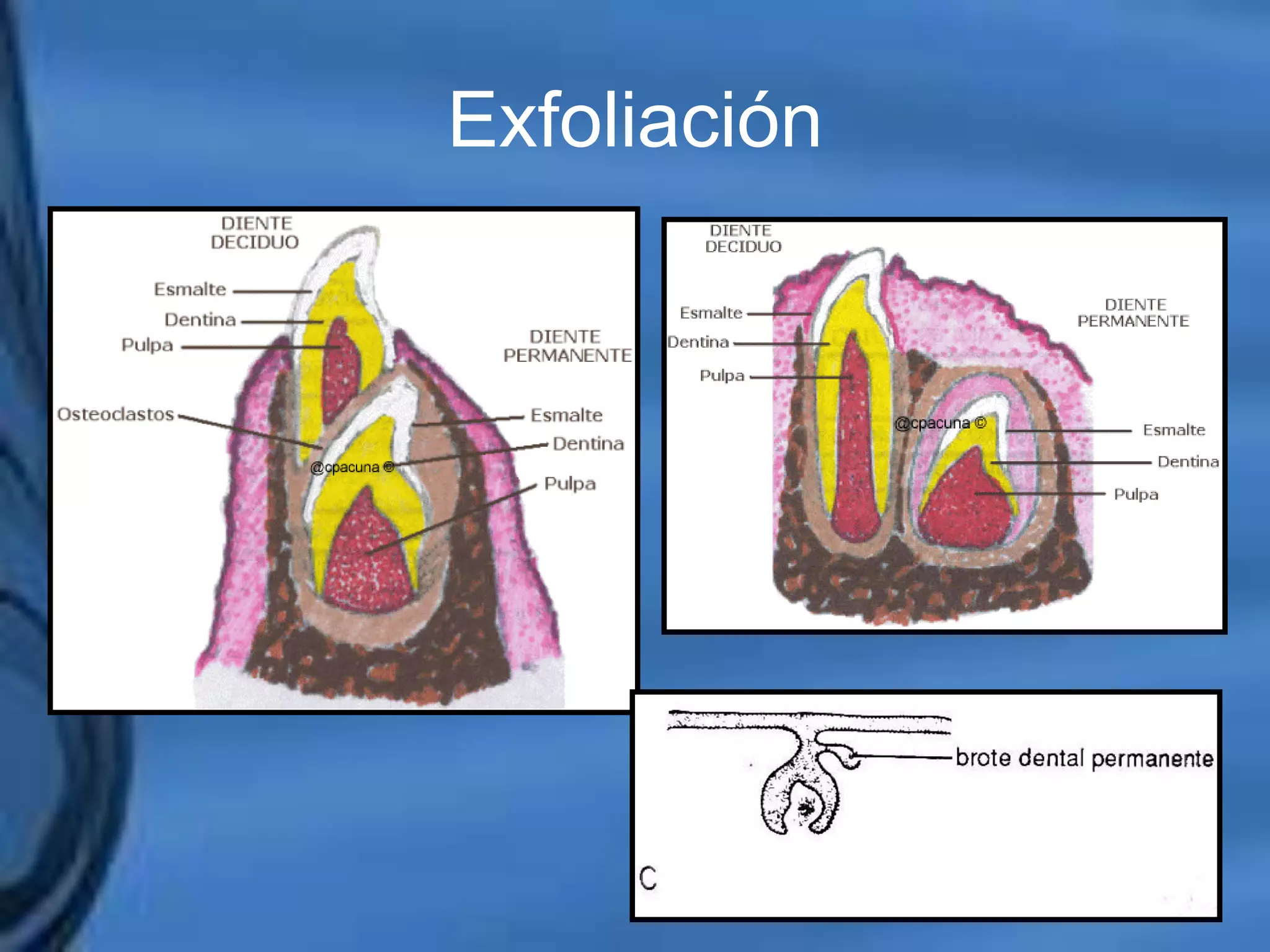 Movimientos Dentarios