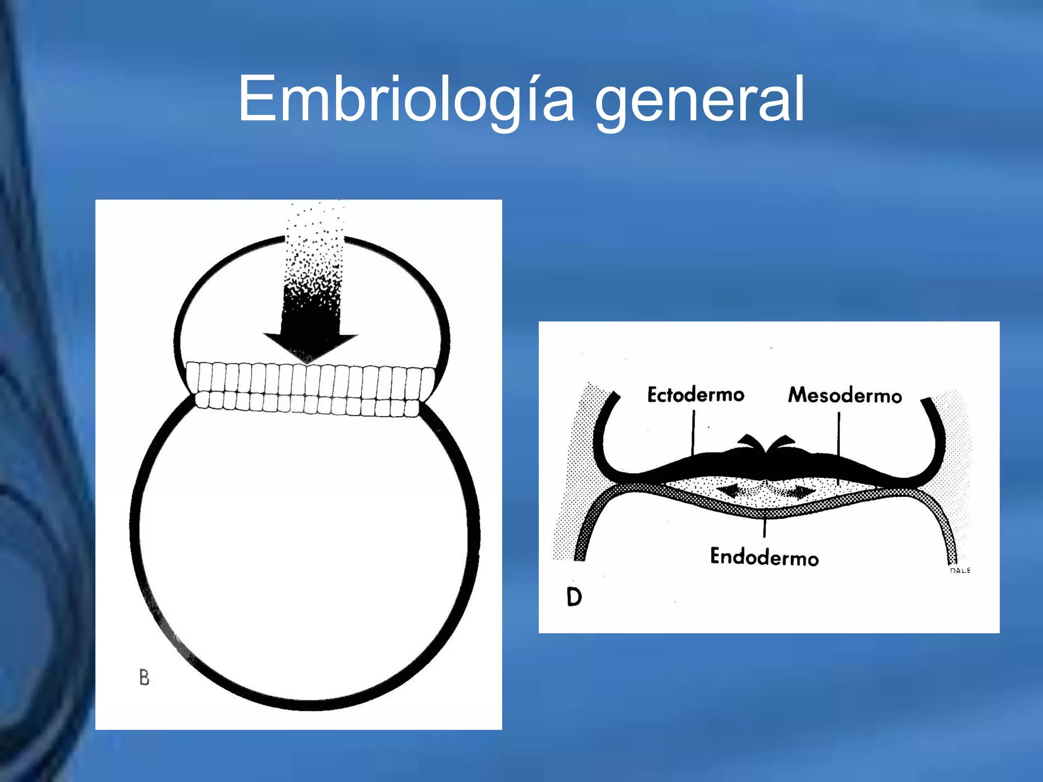 Movimientos Dentarios