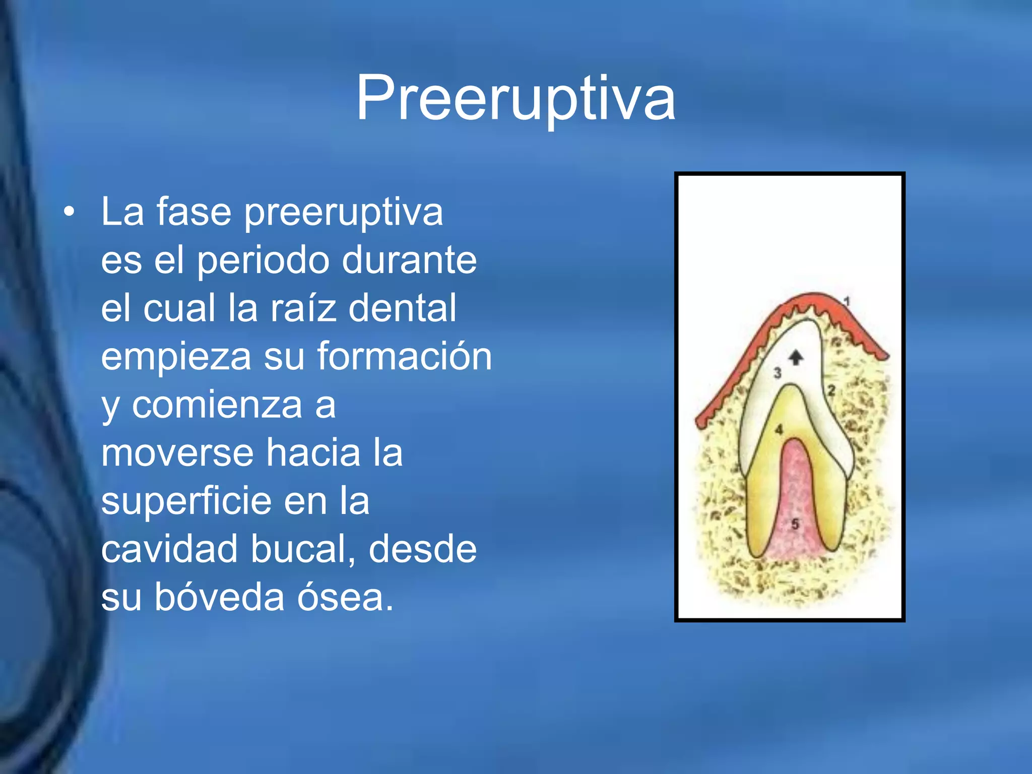 Movimientos Dentarios