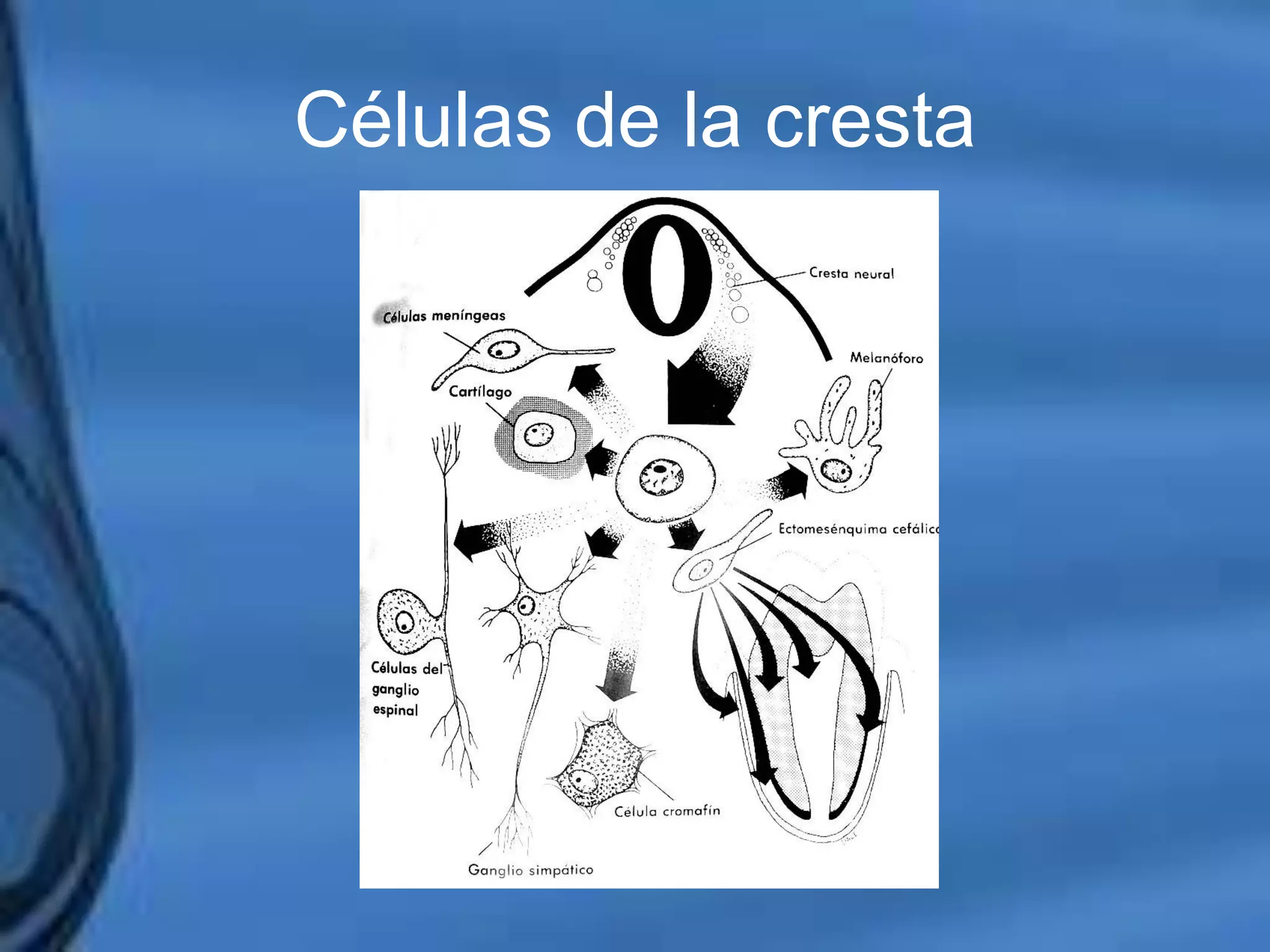 Movimientos Dentarios