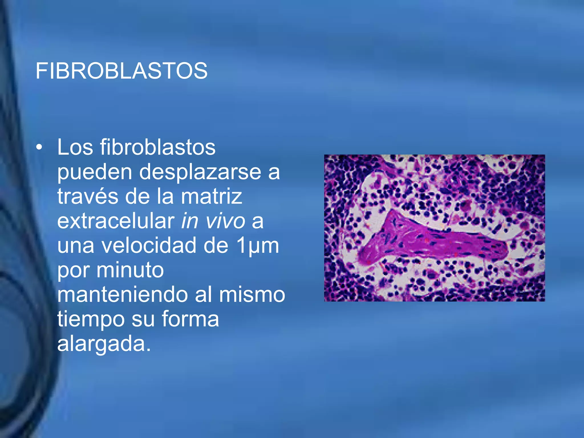 Movimientos Dentarios