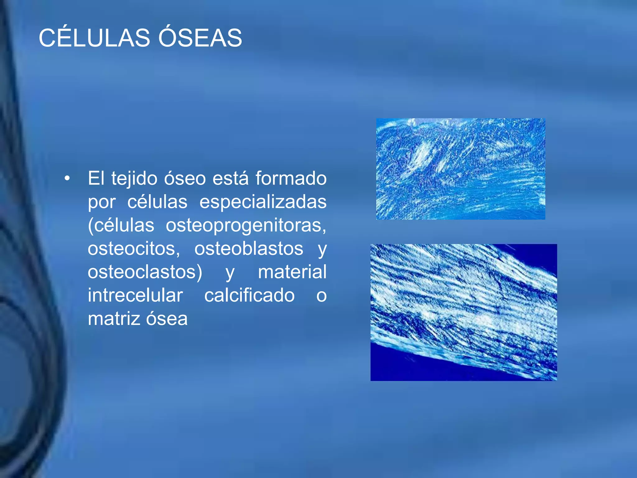 Movimientos Dentarios