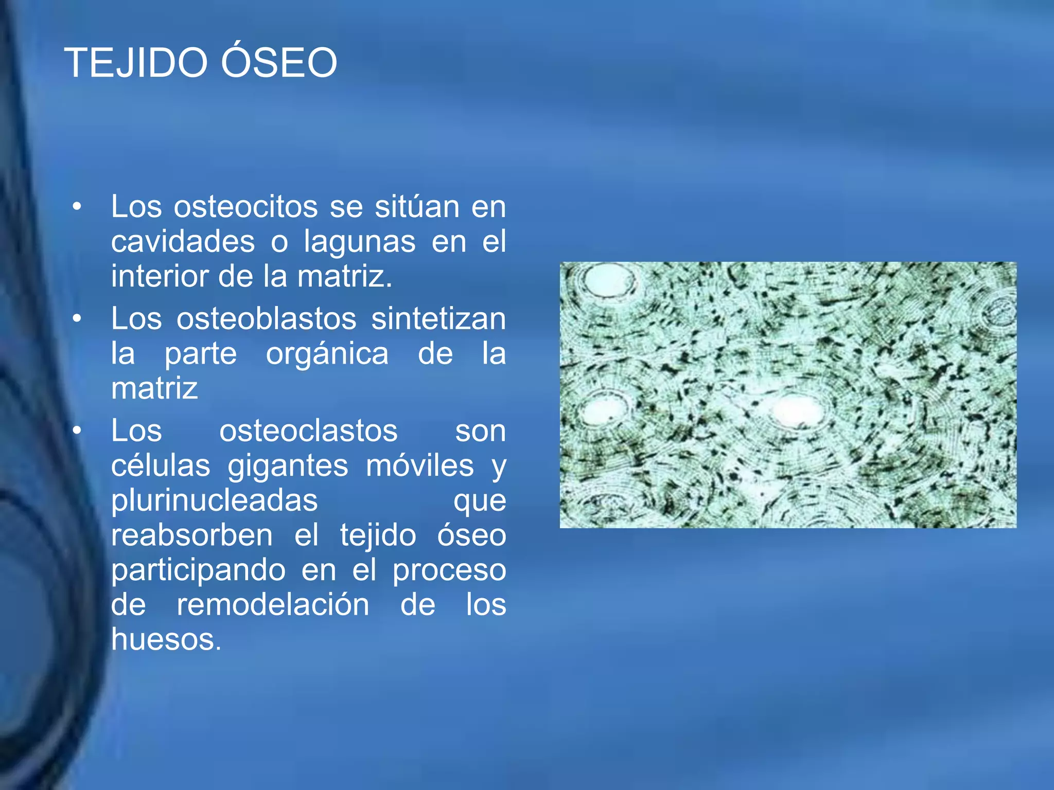 Movimientos Dentarios