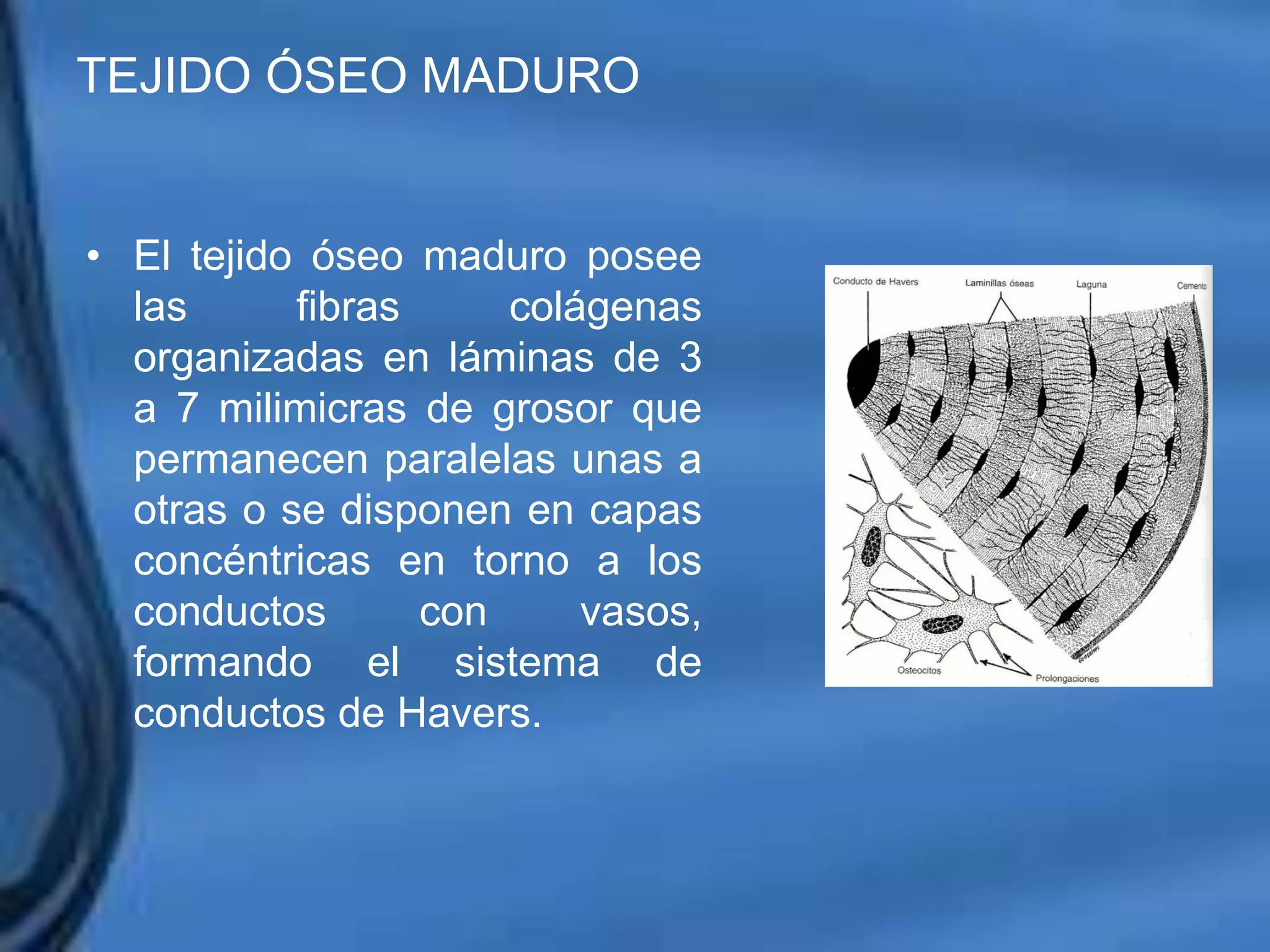 Movimientos Dentarios