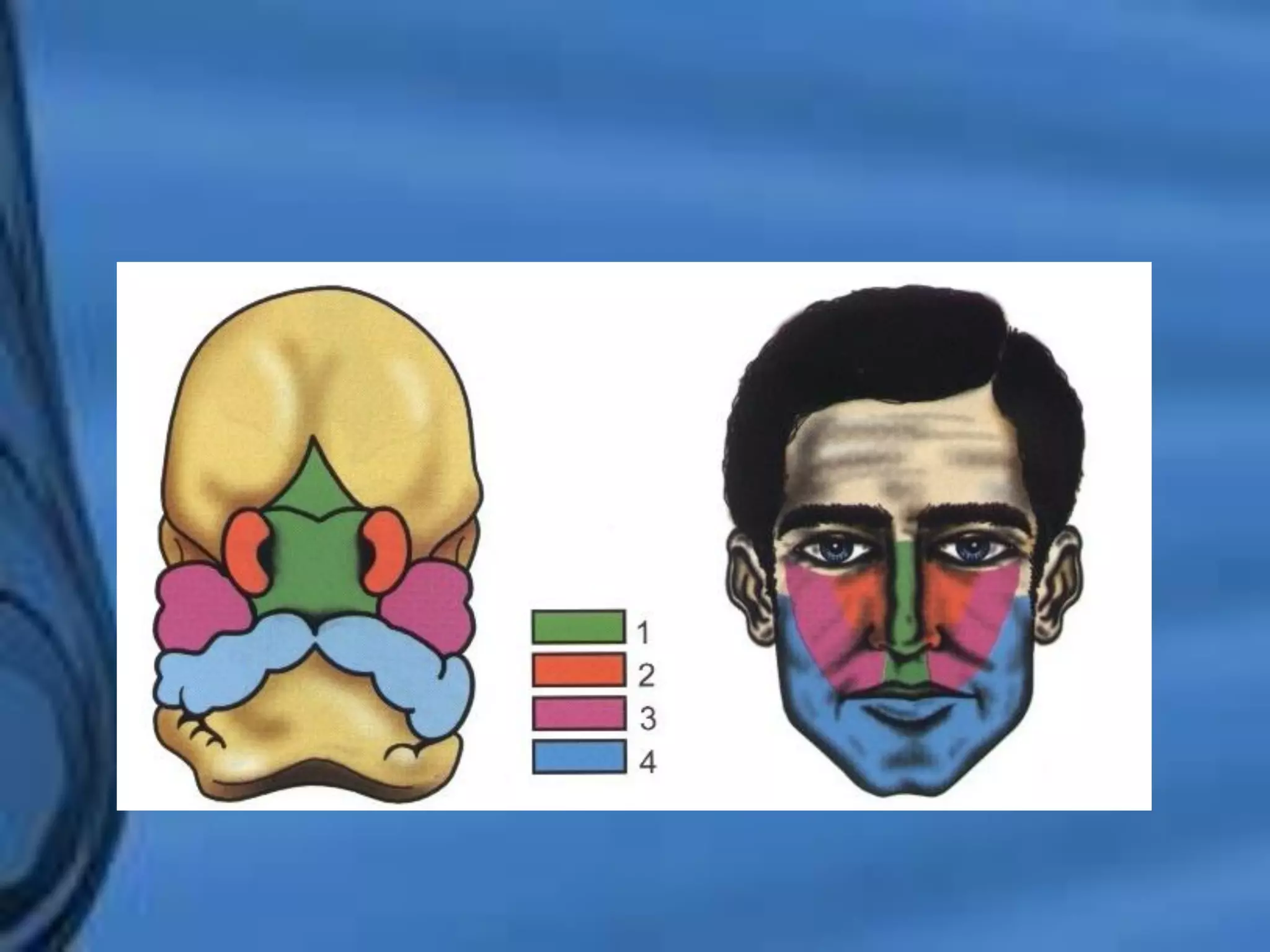 Movimientos Dentarios