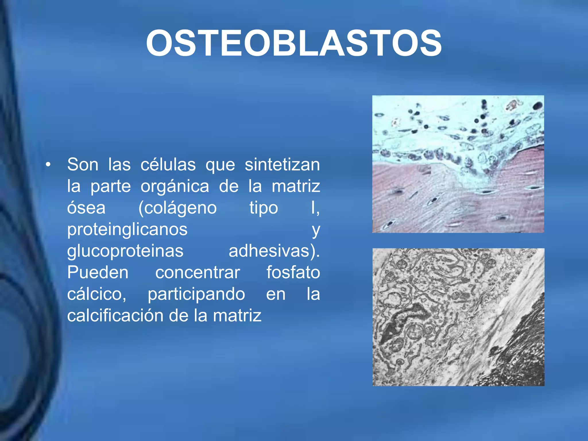 Movimientos Dentarios