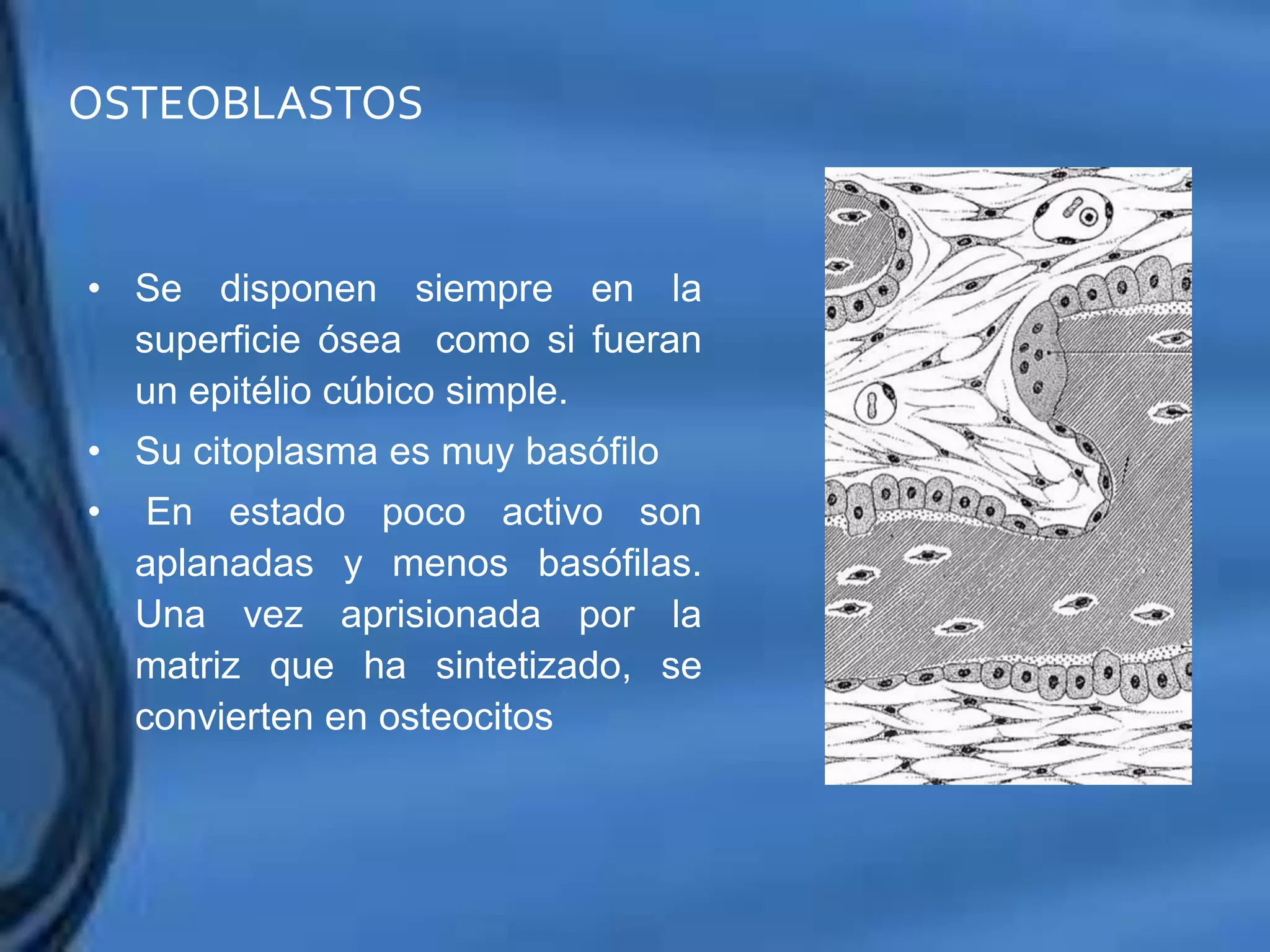 Movimientos Dentarios