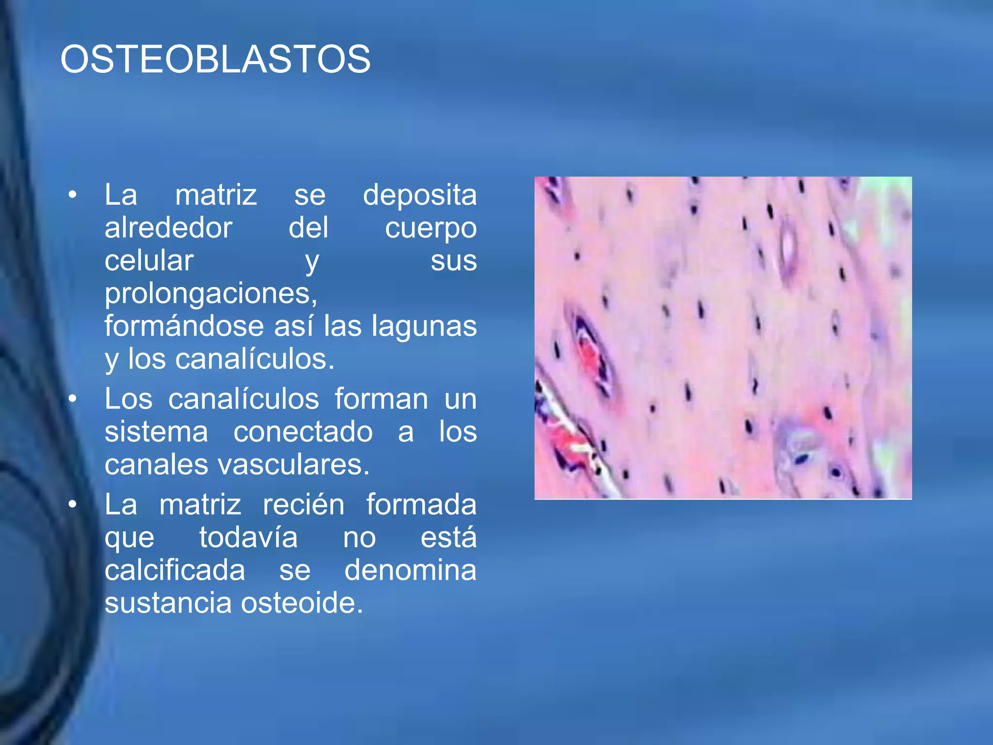 Movimientos Dentarios