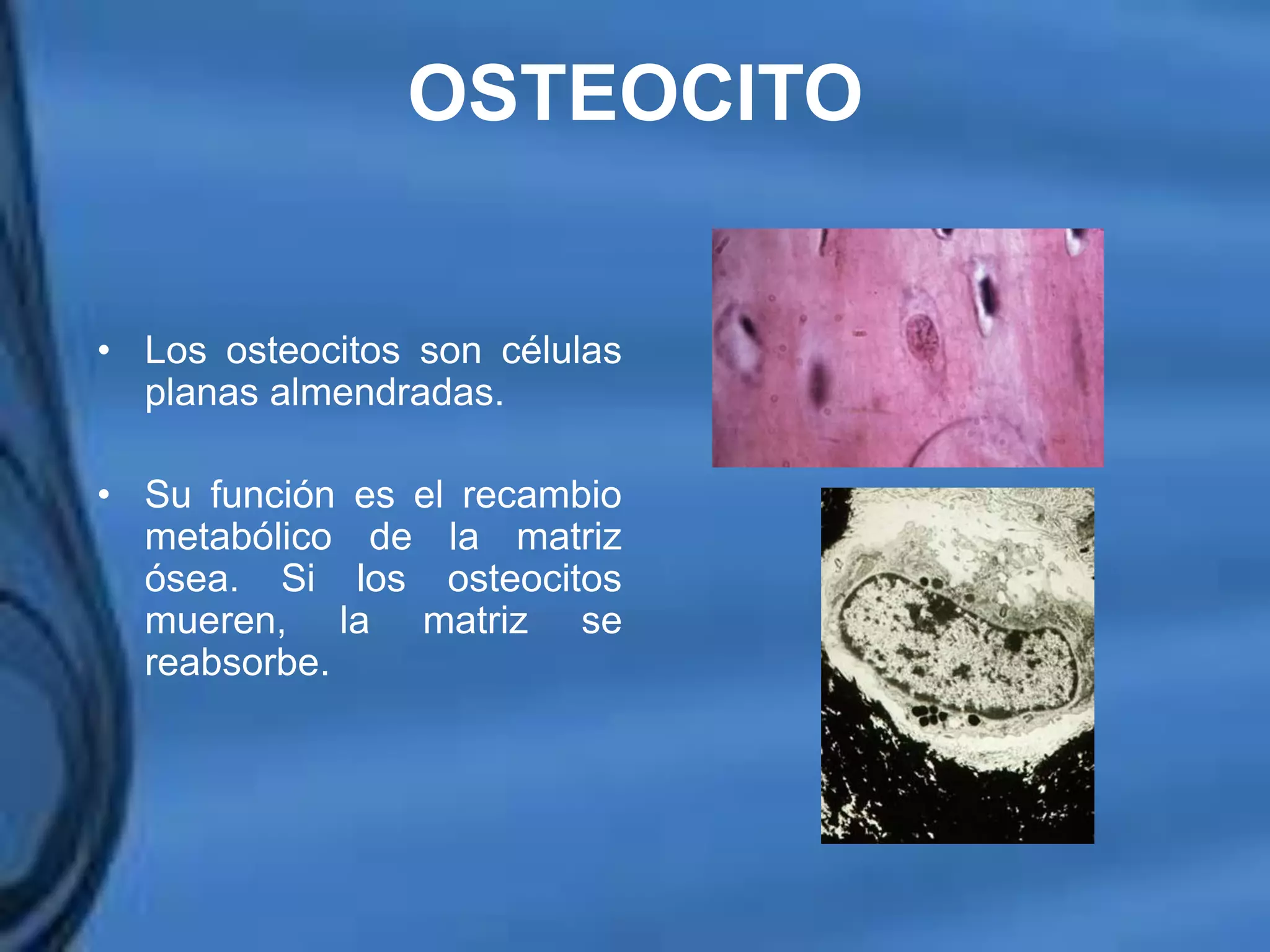 Movimientos Dentarios