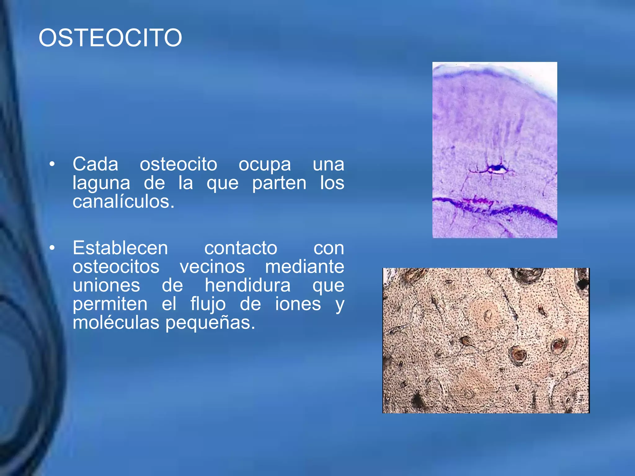 Movimientos Dentarios