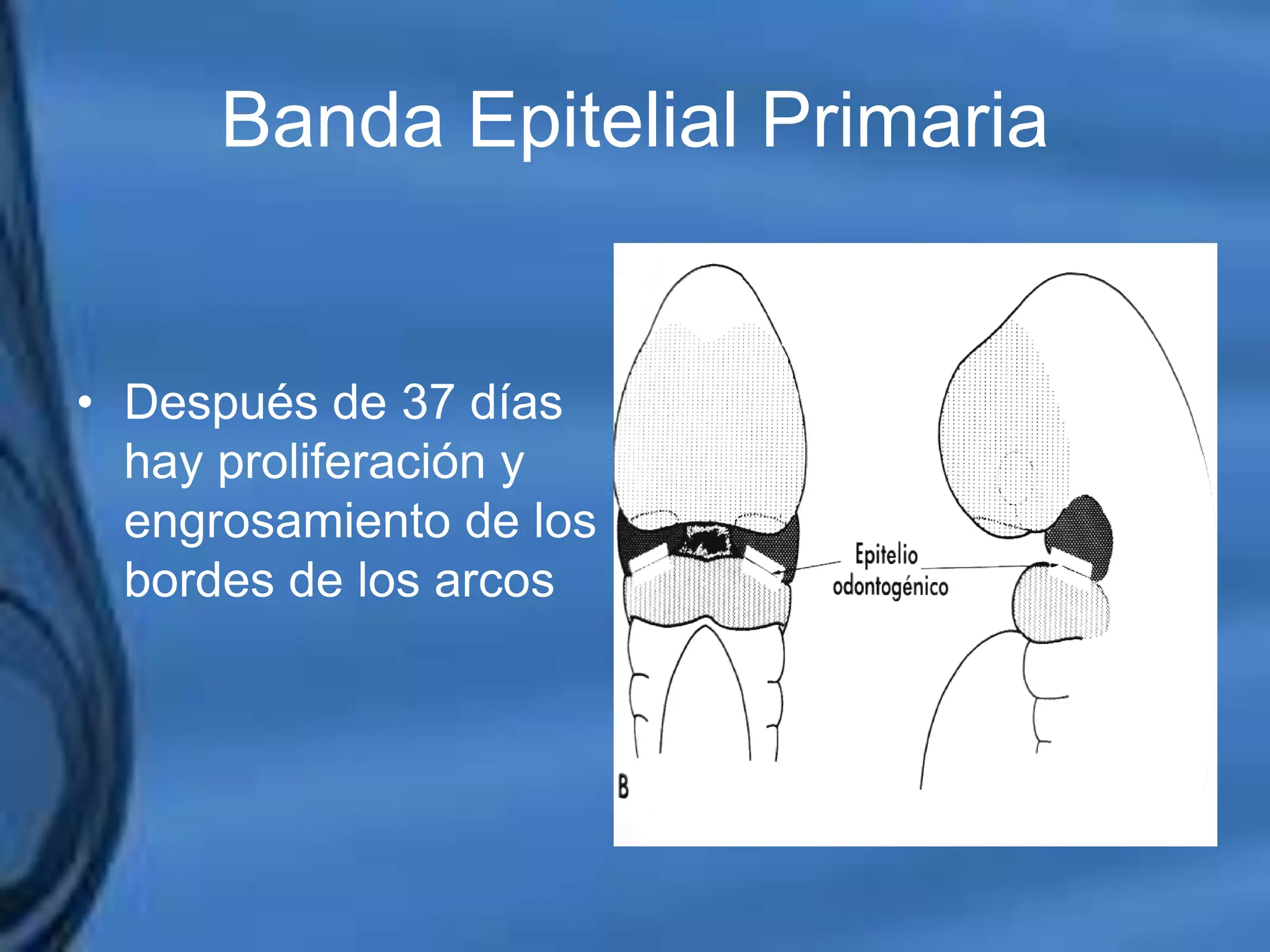 Movimientos Dentarios