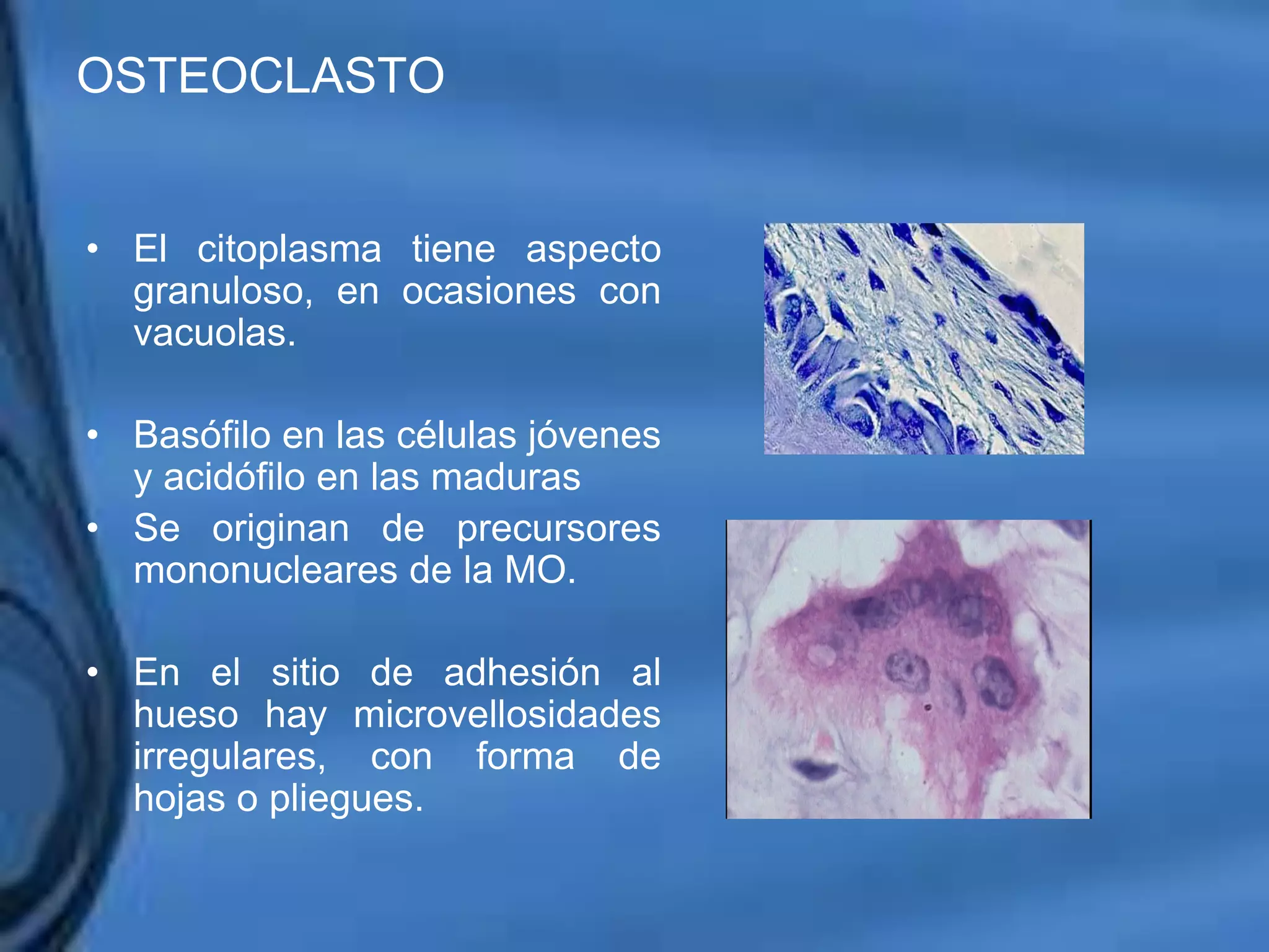 Movimientos Dentarios
