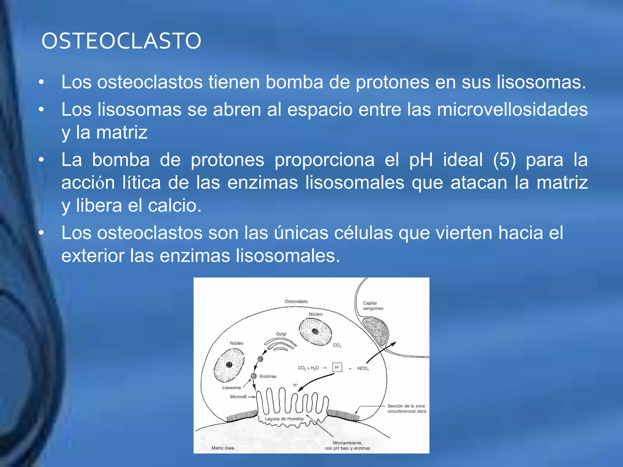 Movimientos Dentarios