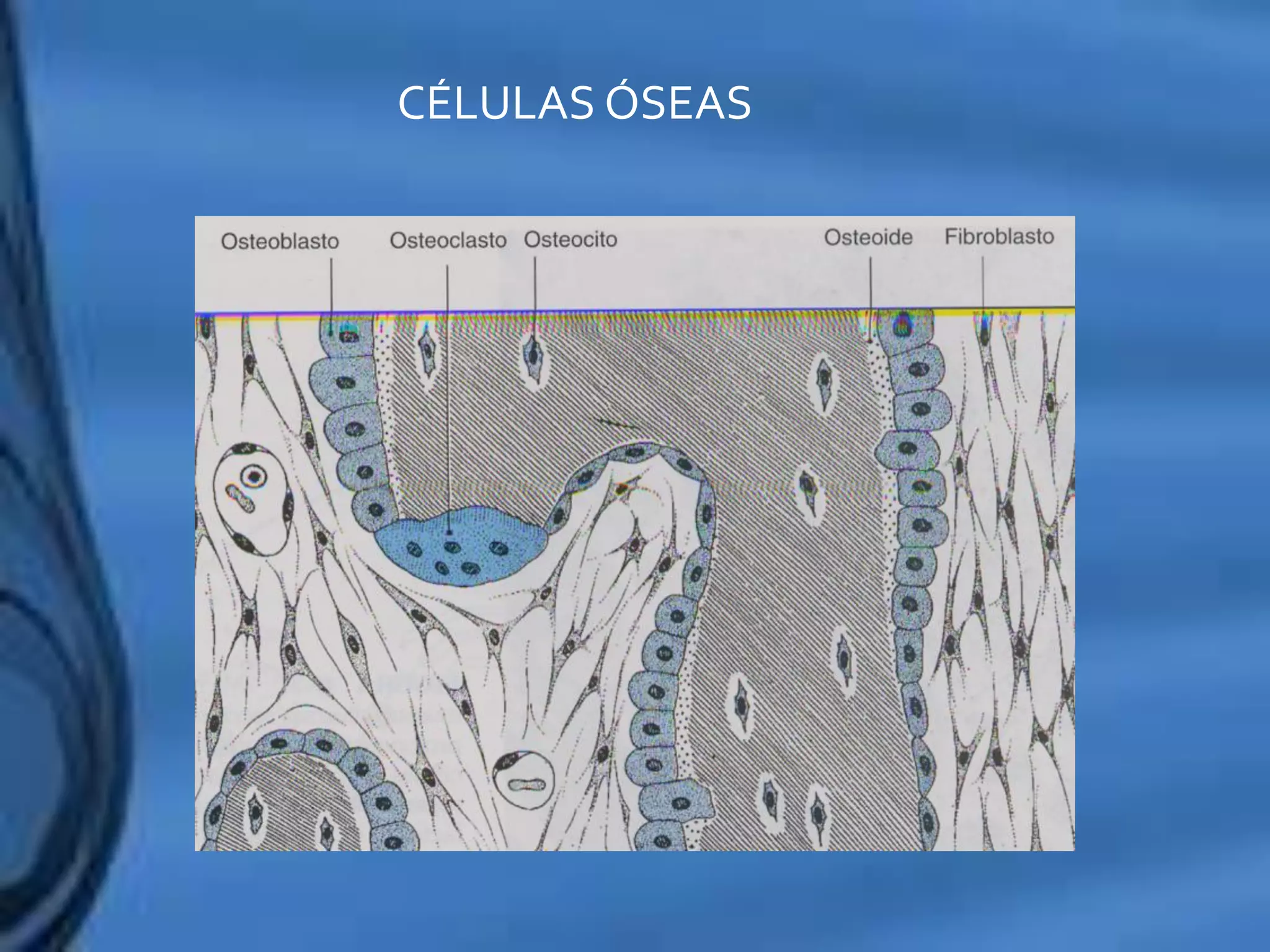 Movimientos Dentarios