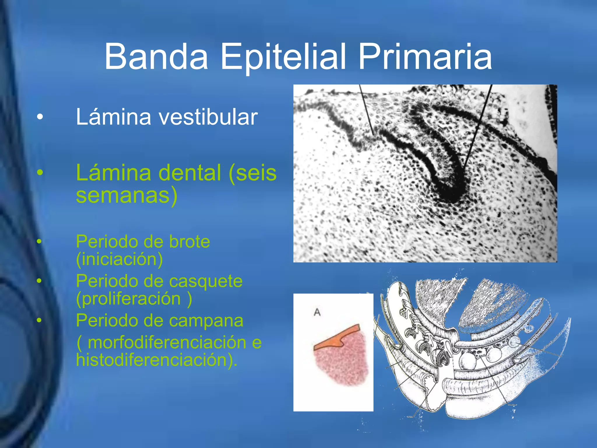 Movimientos Dentarios