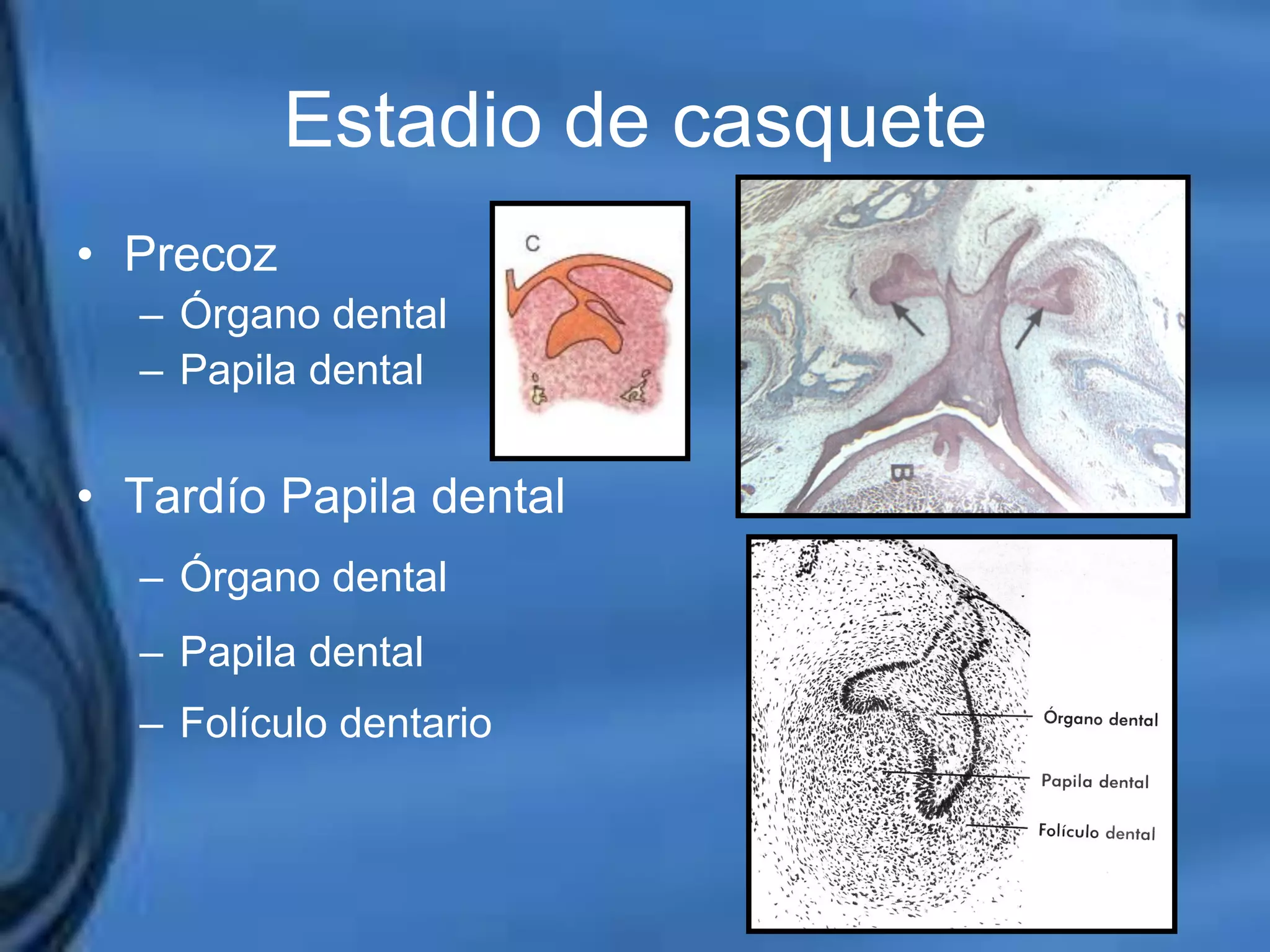 Movimientos Dentarios