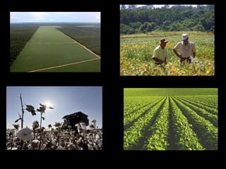 Movimientos campesinos