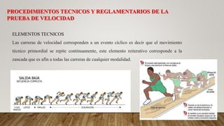 PROCEDIMIENTOS TECNICOS Y REGLAMENTARIOS DE LA
PRUEBA DE VELOCIDAD
ELEMENTOS TECNICOS
Las carreras de velocidad corresponden a un evento cíclico es decir que el movimiento
técnico primordial se repite continuamente, este elemento reiterativo corresponde a la
zancada que es afín a todas las carreras de cualquier modalidad.
 
