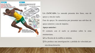LA ZANCADA La zancada presenta dos fases, una de
apoyo y otra de vuelo.
Fase de apoyo: Se caracteriza por presentar una sub-fase de
apoyo anterior y una de impulso.
Apoyo anterior:
El contacto con el suelo se produce sobre la zona
metatarsiana.
 La flexión de la rodilla es mínima.
 Se produce una amortiguación y pérdida de velocidad por
una desaceleración.
 