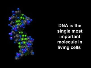 DNA is the 
single most 
important 
molecule in 
living cells 
 