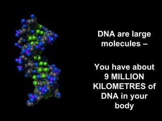 DNA are large 
molecules – 
You have about 
9 MILLION 
KILOMETRES of 
DNA in your 
body 
 