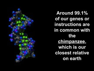 Around 99.1% 
of our genes or 
instructions are 
in common with 
the 
chimpanzee, 
which is our 
closest relative 
on earth 
 