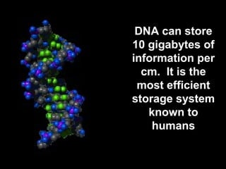 DNA can store 
10 gigabytes of 
information per 
cm. It is the 
most efficient 
storage system 
known to 
humans 
 