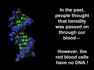 In the past, 
people thought 
that heredity 
was passed on 
through our 
blood – 
However, the 
red blood cells 
have no DNA ! 
