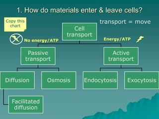 Ch. 2.3 Cell transport | PPT